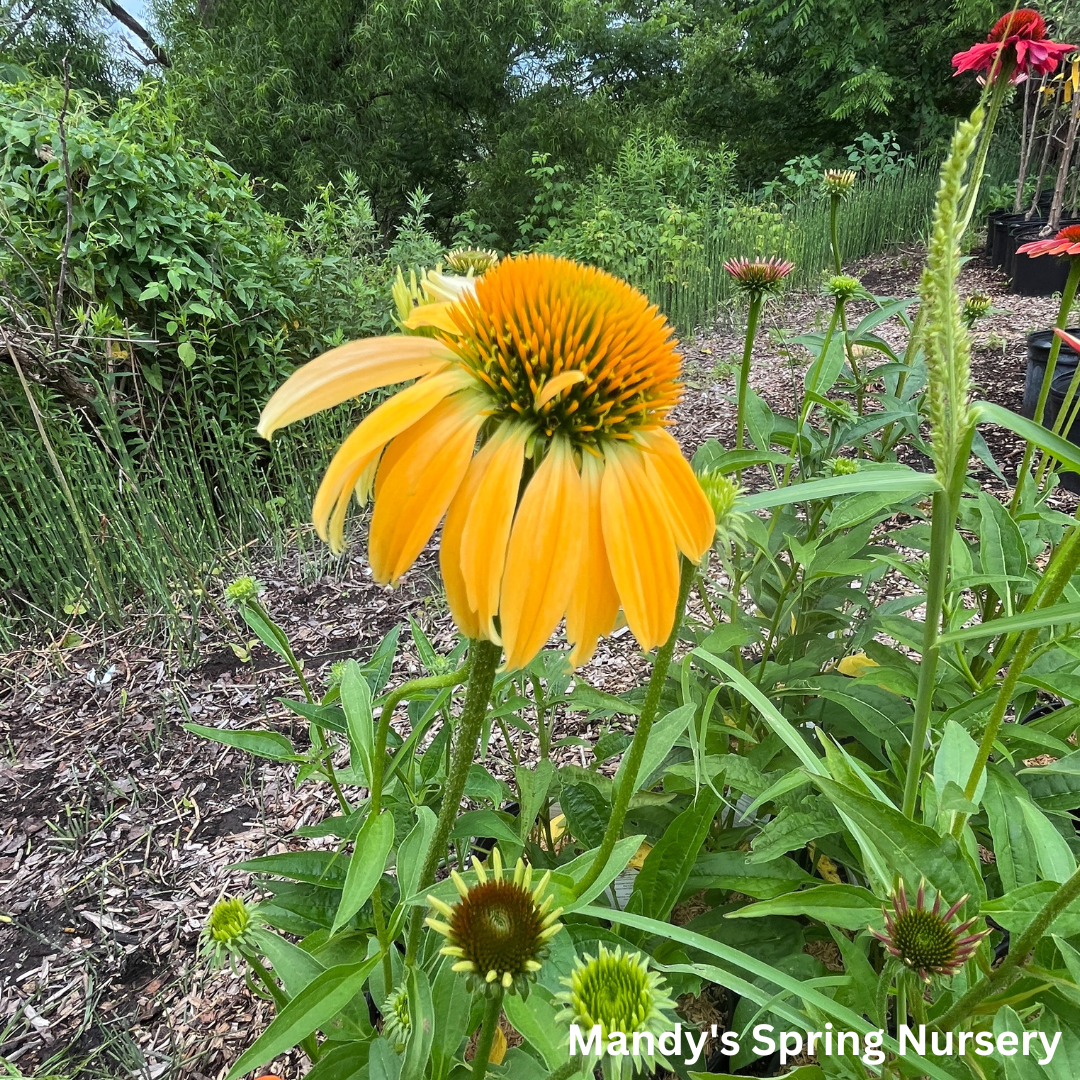 'Cheyenne Spirit' Coneflower | Echinacea