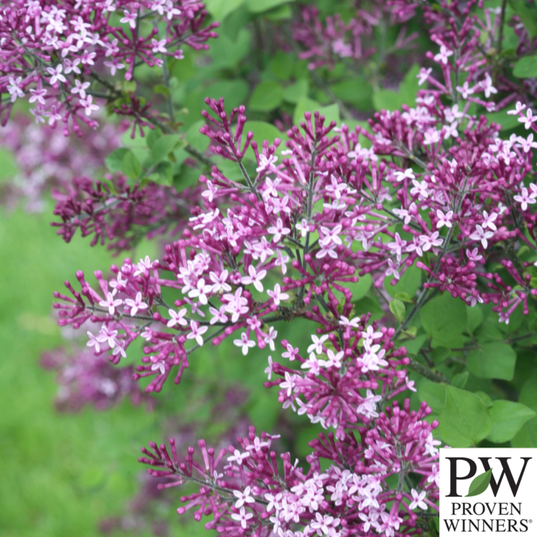 Bloomerang Dark Purple Reblooming Lilac | Syringa