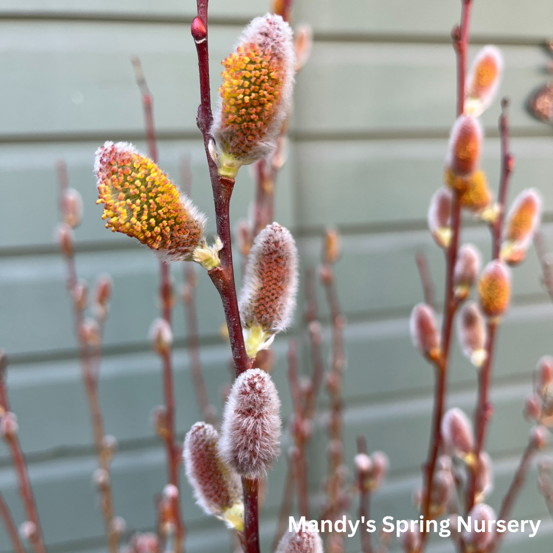 Pussy Willow | Salix discolor