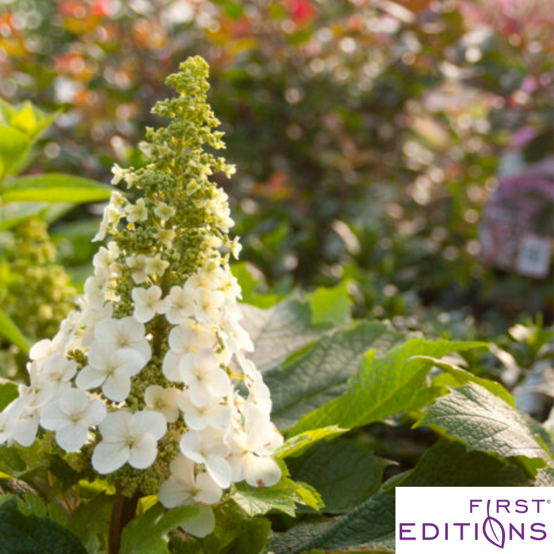 Jetstream Oakleaf Hydrangea | Hydrangea quercifolia