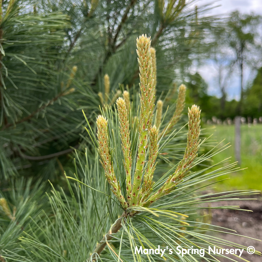Eastern White Pine | Pinus strobus