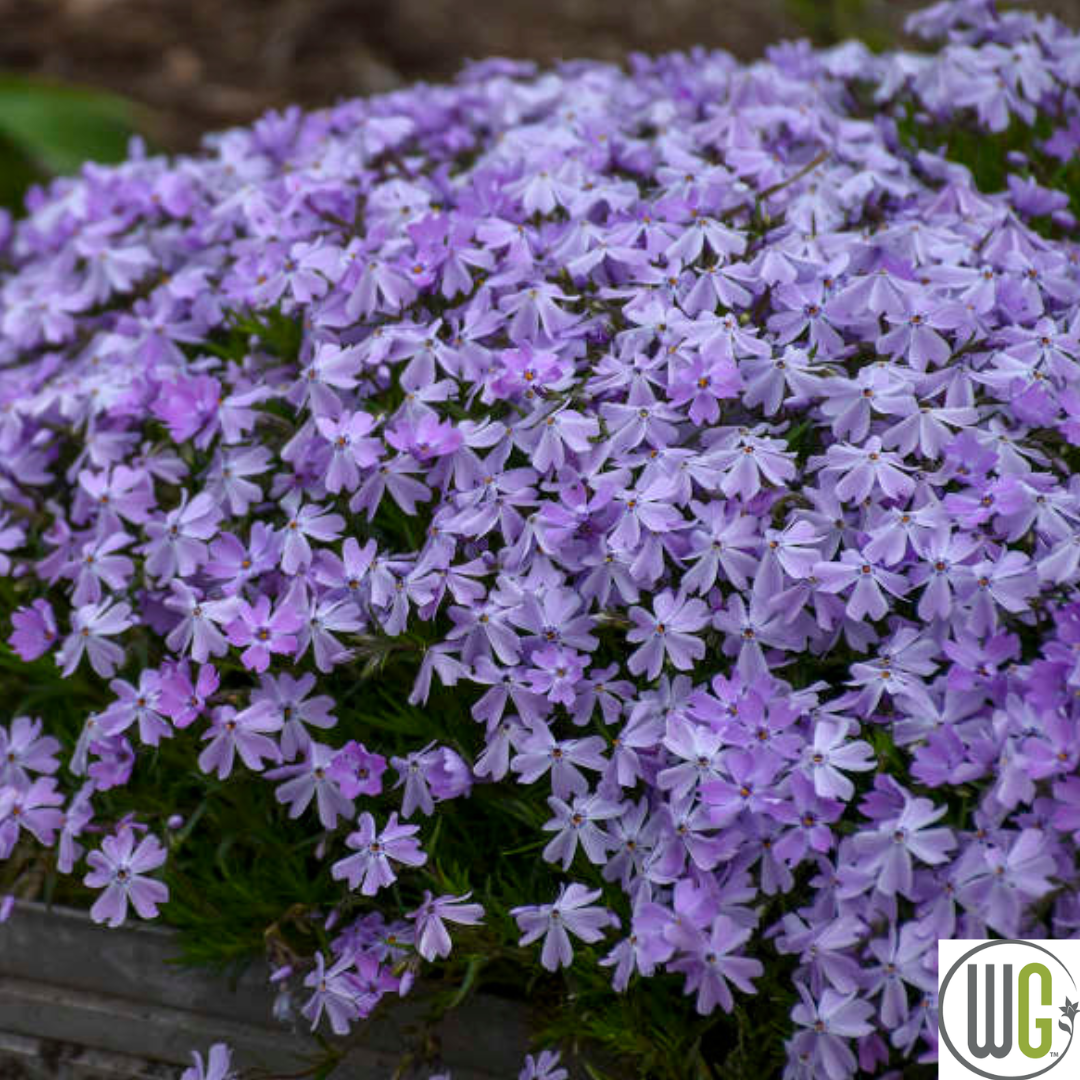 'Spring Blue' Creeping Phlox | Phlox subulata