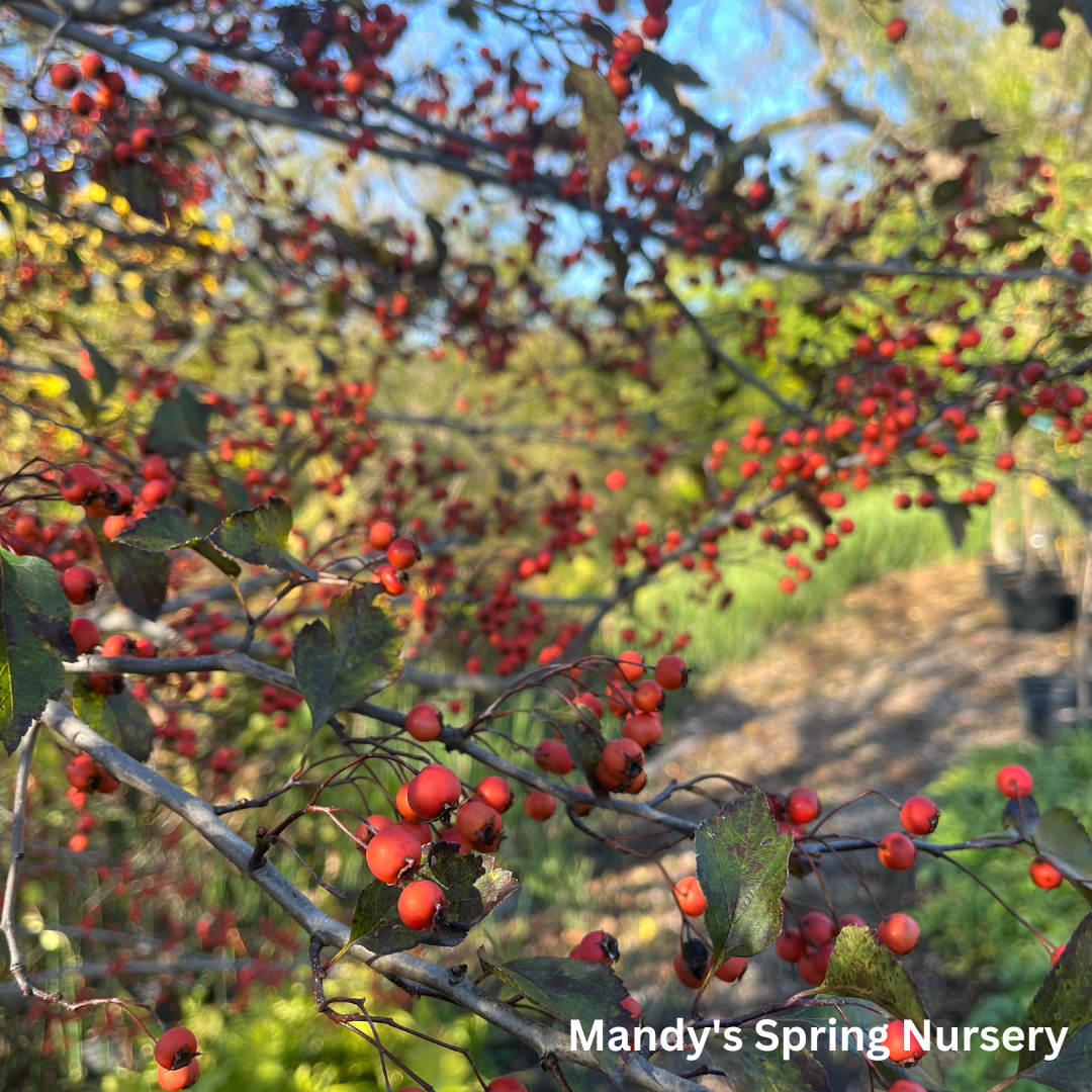 Winter King Hawthorn | Crataegus viridis 'Winter King'