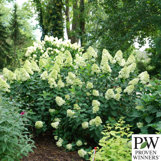 Limelight Prime Hydrangea | Hydrangea paniculata