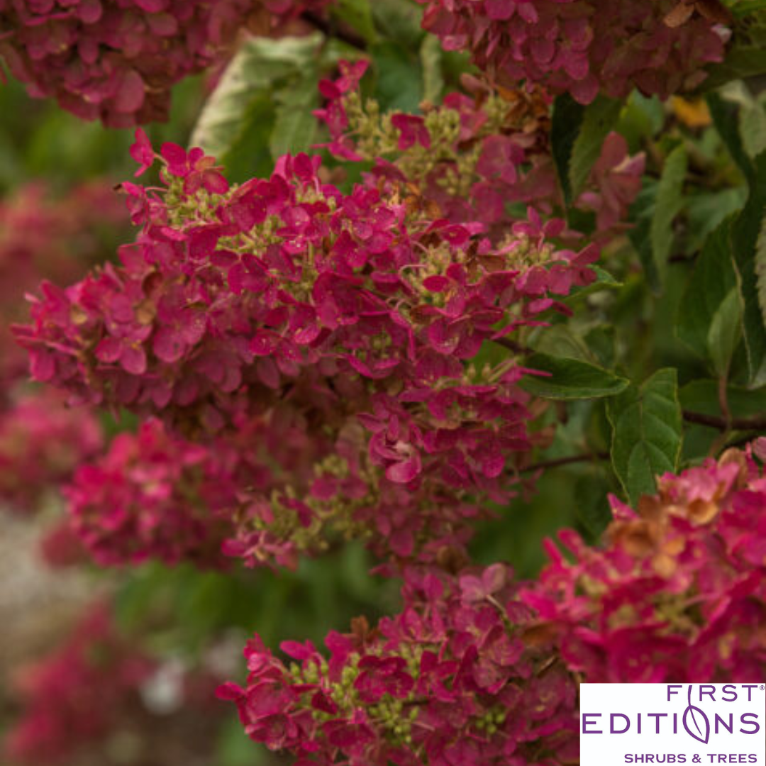 Berry White® Panicle Hydrangea | Hydrangea paniculata