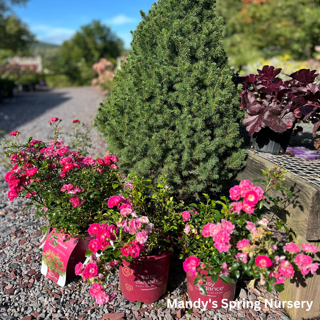 Little Mischief Easy Elegance Rose | Rosa