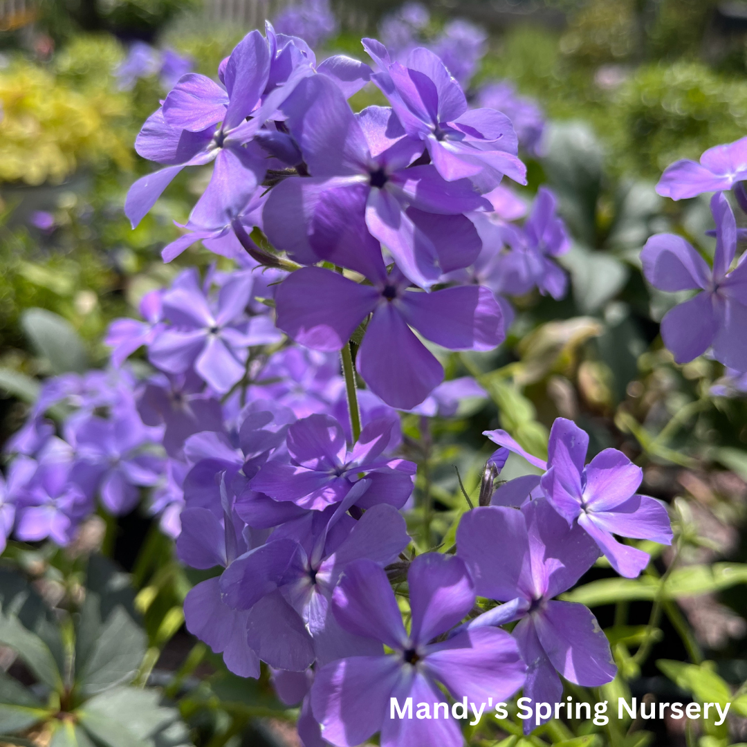 Blue Moon Woodland Phlox | Phlox divaricata