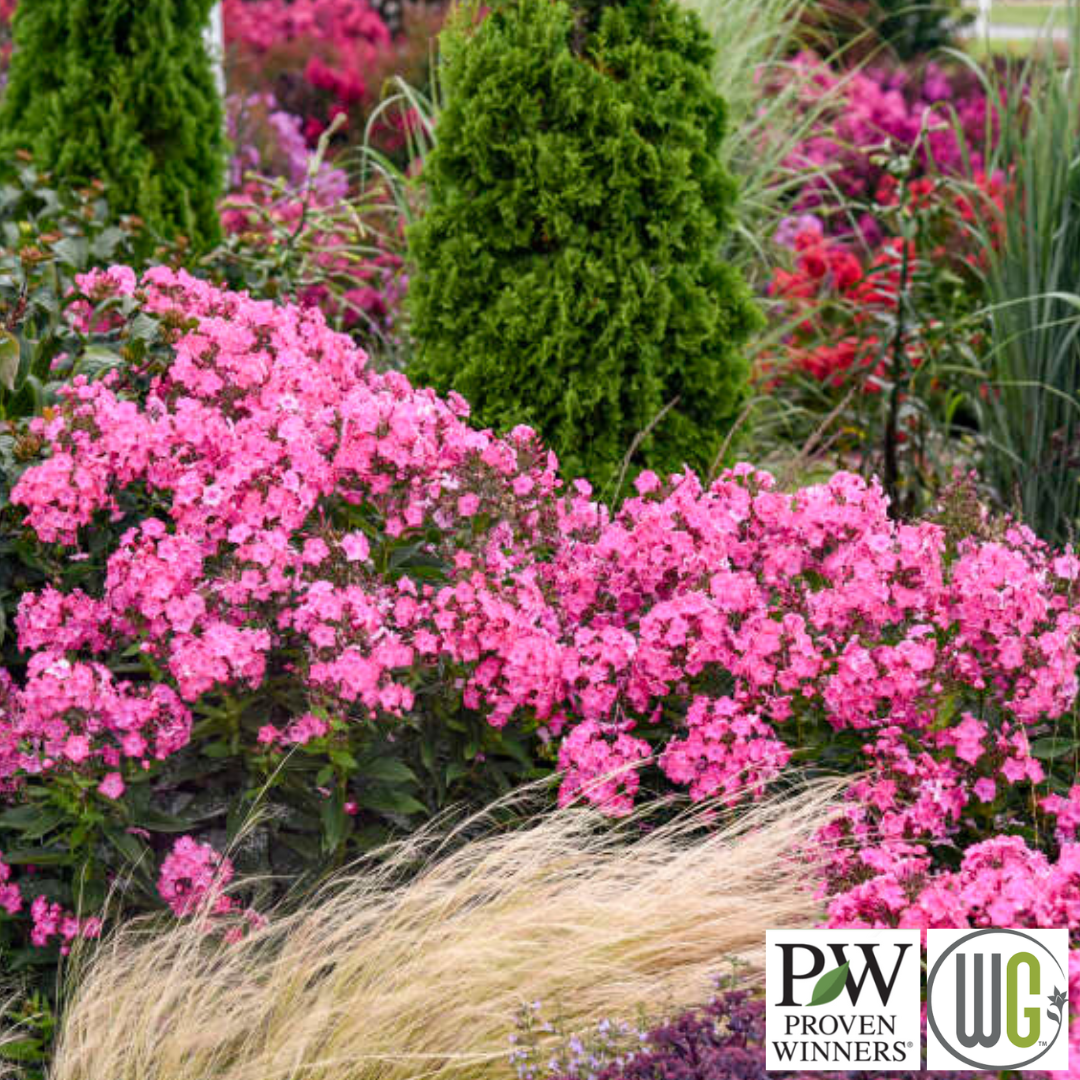 'Pink Lightning' Tall Garden Phlox | Phlox paniculata