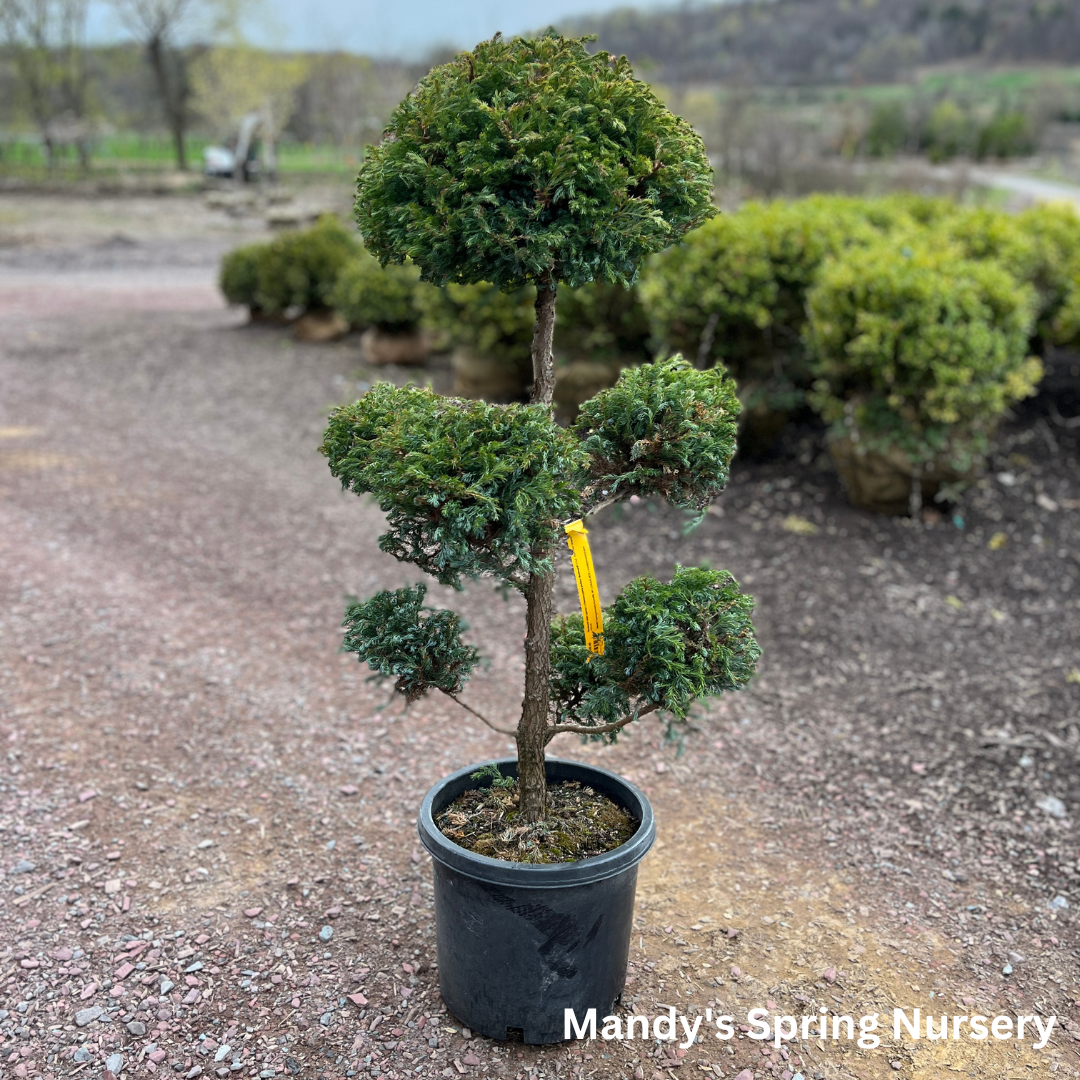 Boulevard False Cypress | Chamaecyparis pisifera 'Boulevard'
