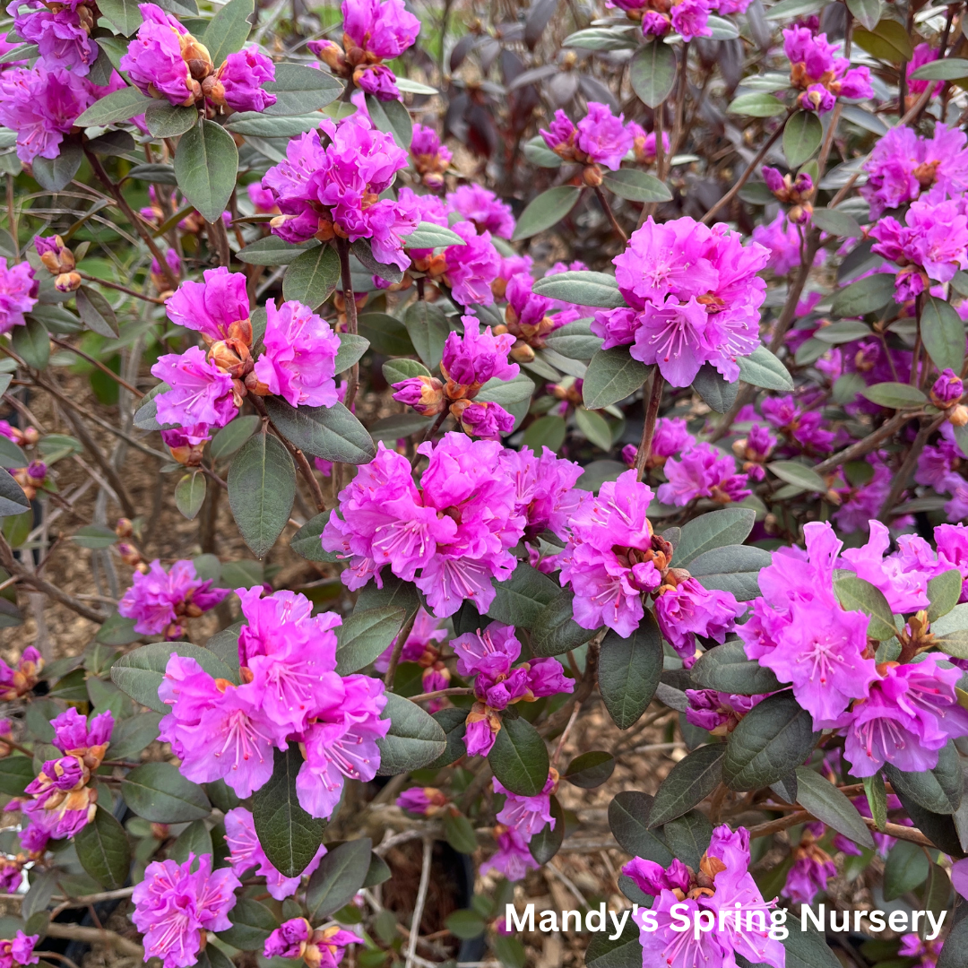 PJM Elite' Rhododendron | Rhododendron