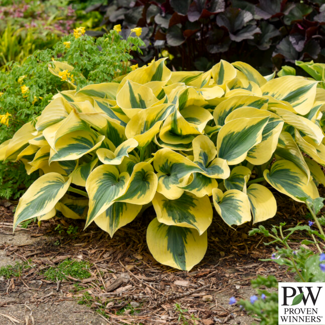 Shadowland® 'Autumn Frost' Hosta