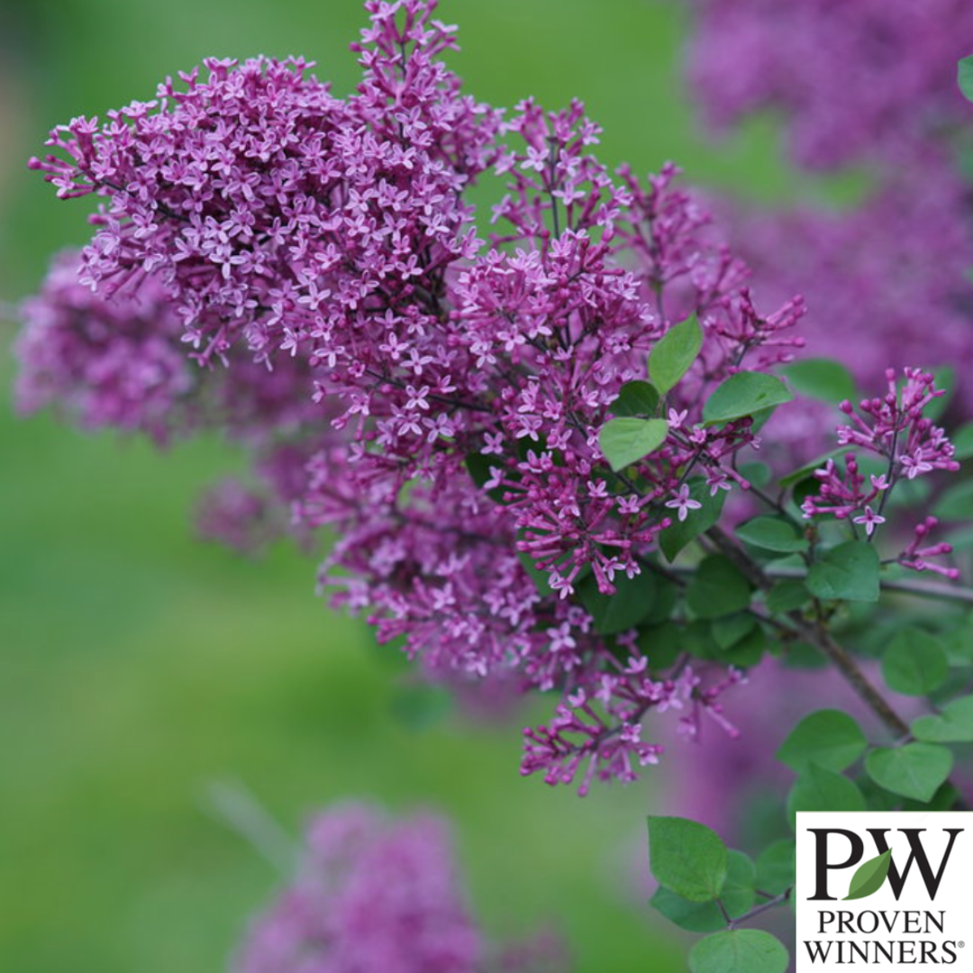 Bloomerang Dark Purple Reblooming Lilac | Syringa