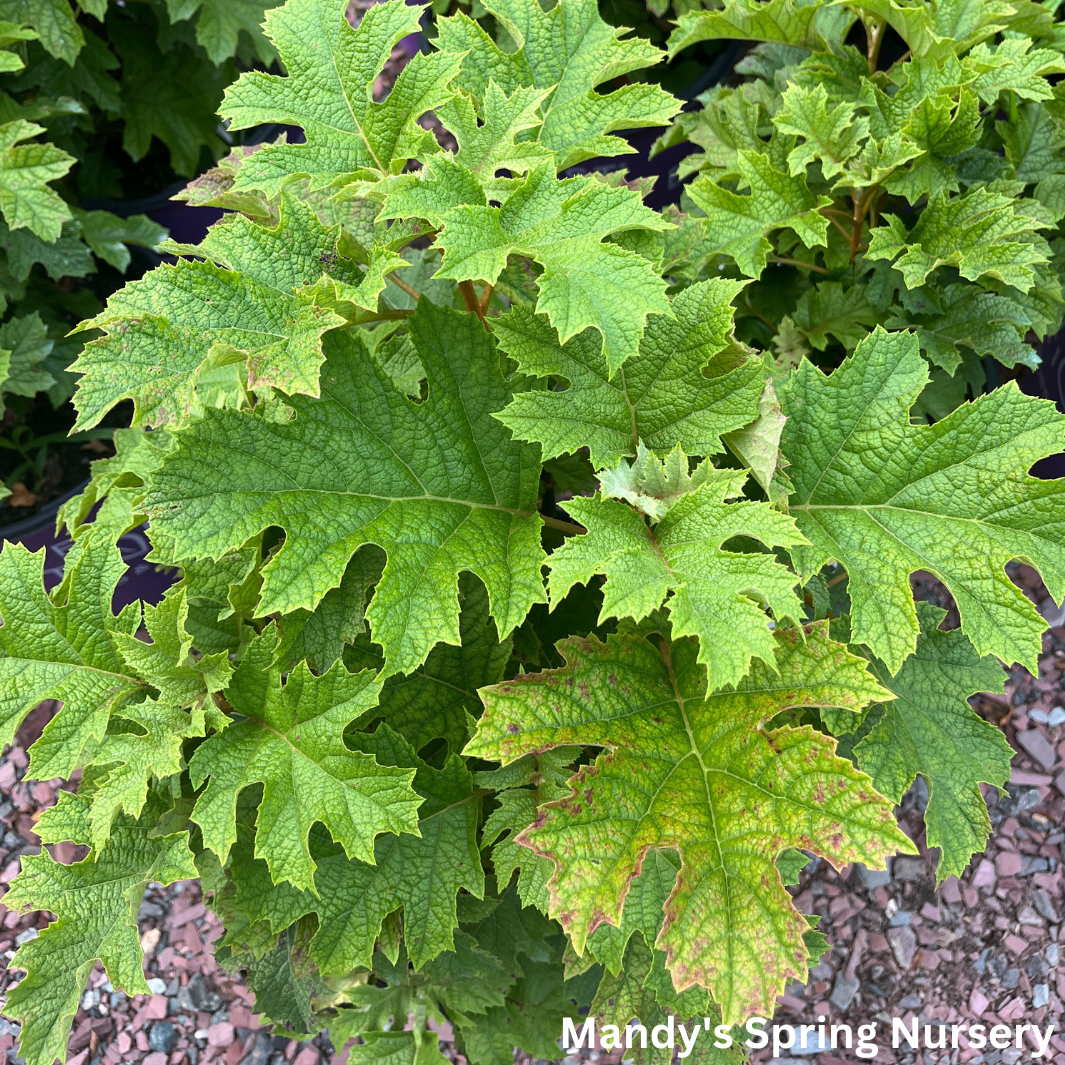 Jetstream Oakleaf Hydrangea | Hydrangea quercifolia