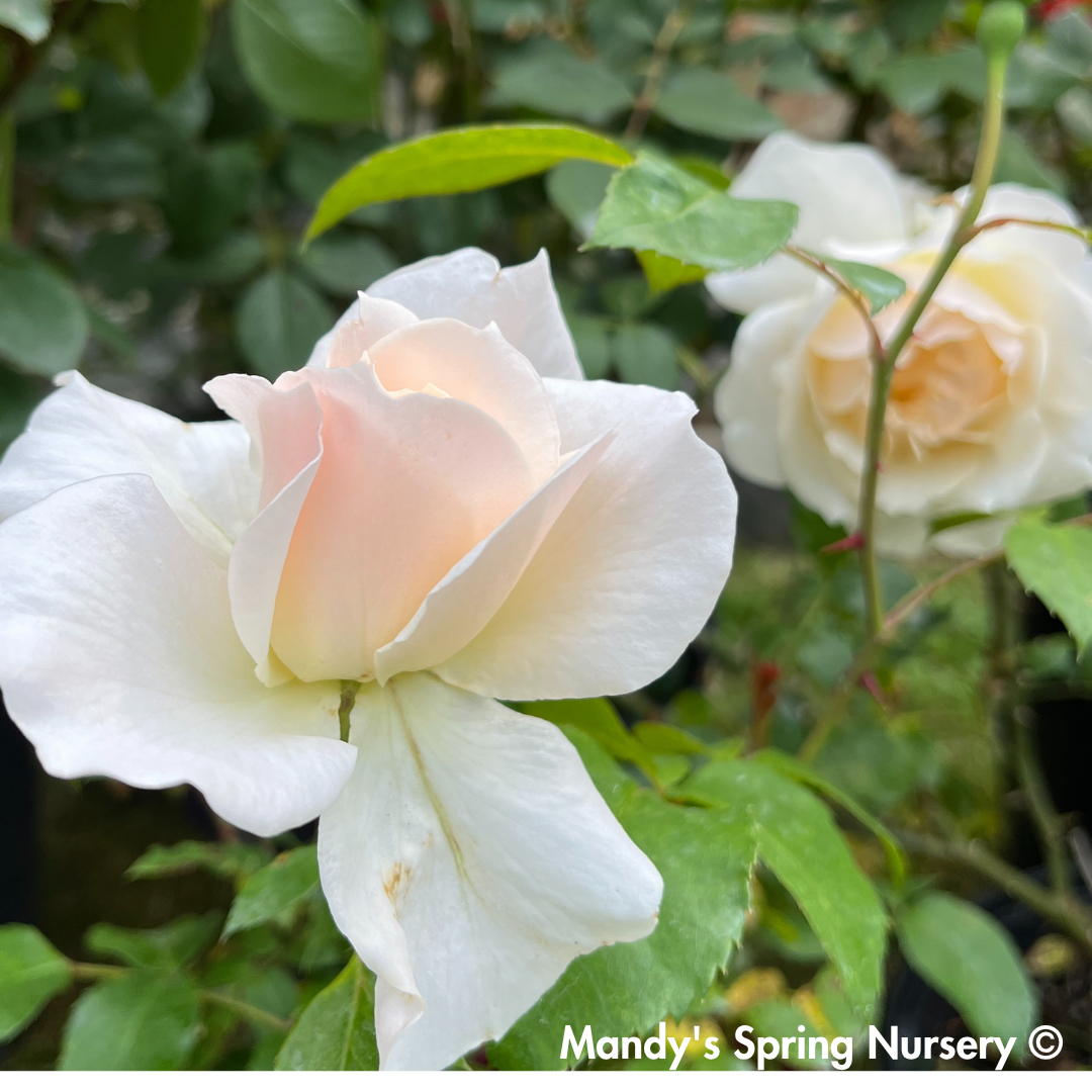 Champagne Wishes Easy Elegance Rose | Rosa