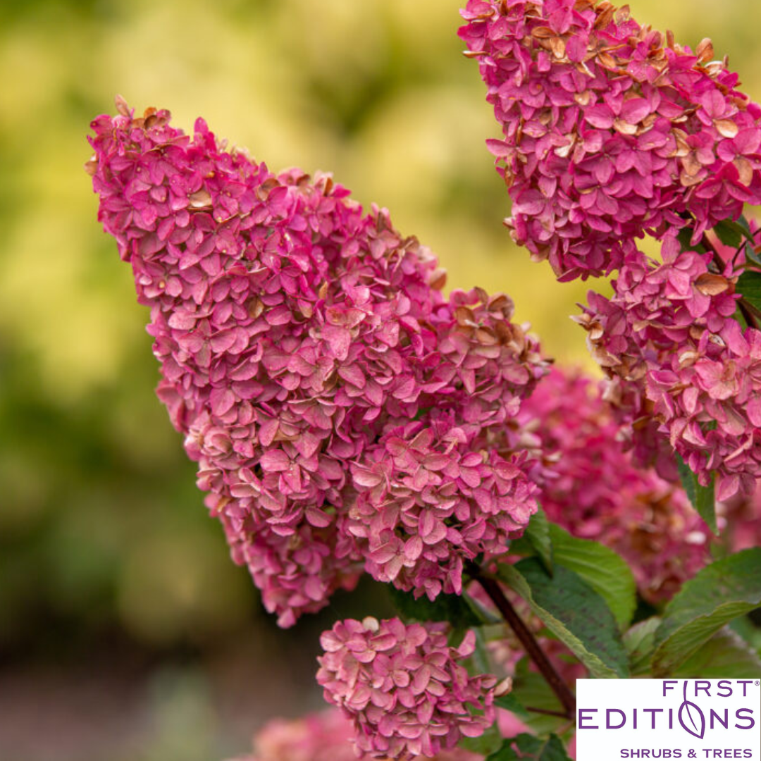 Berry White® Panicle Hydrangea | Hydrangea paniculata