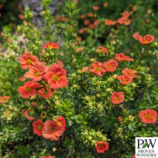 Happy Face® Orange Potentilla | Potentilla fruticosa