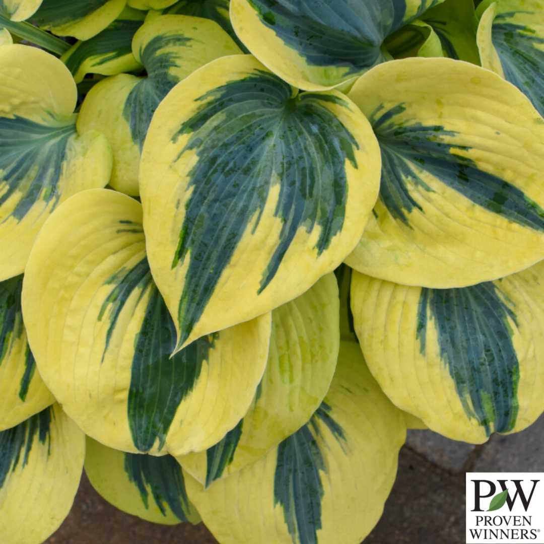 Shadowland® 'Autumn Frost' Hosta