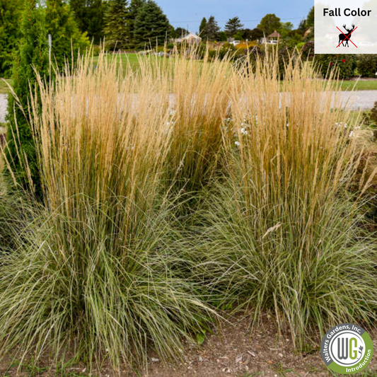 Hello Spring™' Feather Reed Grass | Calamagrostis acutiflora Hello Spring!™