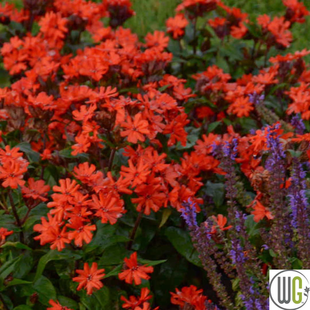 'Orange Gnome' Catchfly | Lychnis arkwrightii
