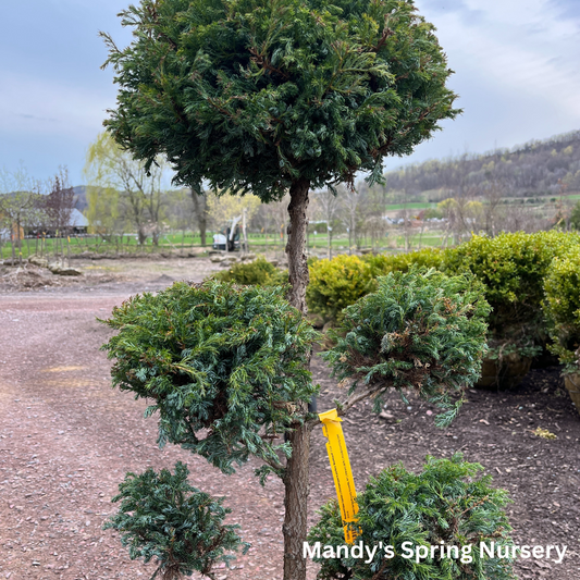 Boulevard False Cypress | Chamaecyparis pisifera 'Boulevard'