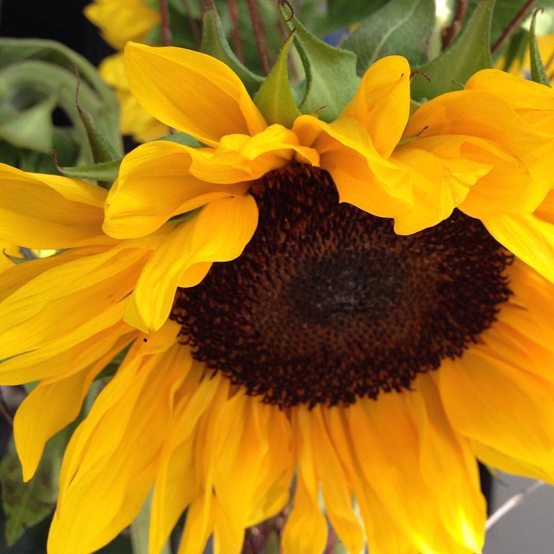 Scatter Garden | Van Gogh Sunflowers | Fall | Best Seller