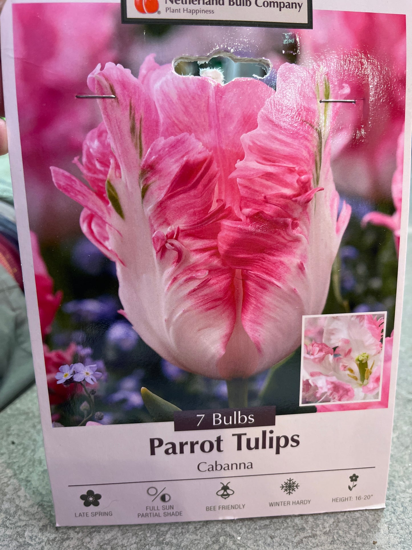 Parrot Tulips Cabanna 7 bulbs