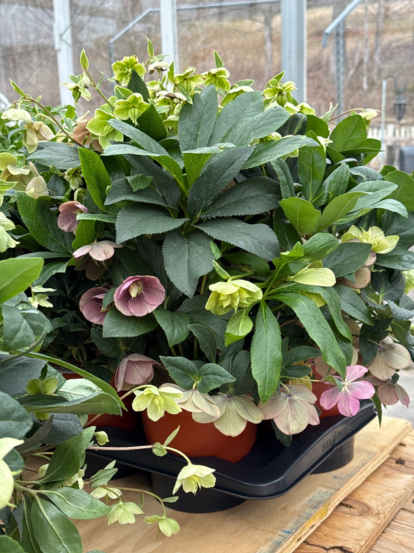 Assorted Hellebore | Helleborus