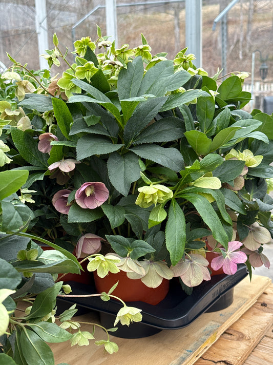 Assorted Hellebore | Helleborus
