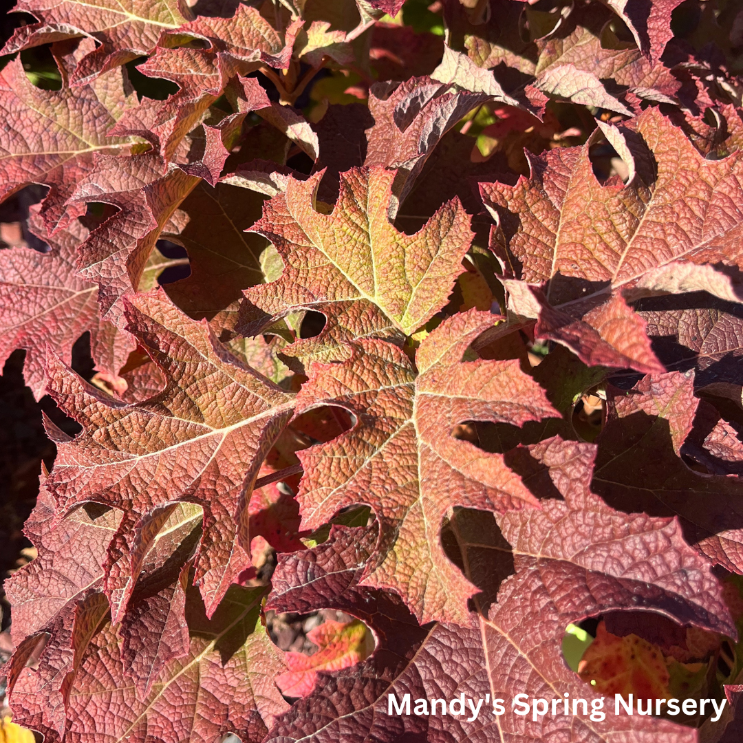 Jetstream Oakleaf Hydrangea | Hydrangea quercifolia