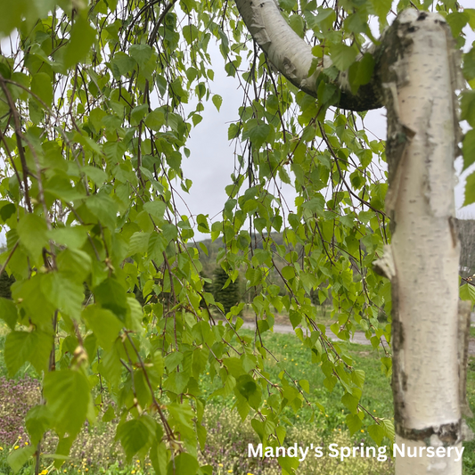 Young's Weeping Birch | Betula pendula 'Youngii'