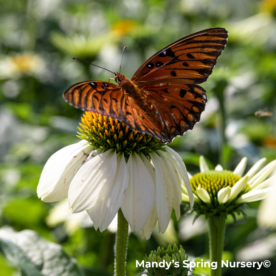 'Pow Wow' White Coneflower | Echinacea purpurea