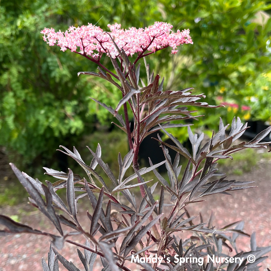 Black Lace Elderberry | Sambucus nigra
