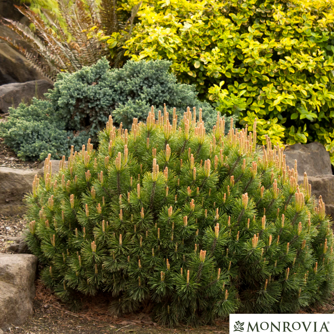 Mugo Pine | Pinus mugo var. pumilio