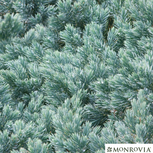 'Blue Star' Juniper | Juniperus squamata 'Blue Star'