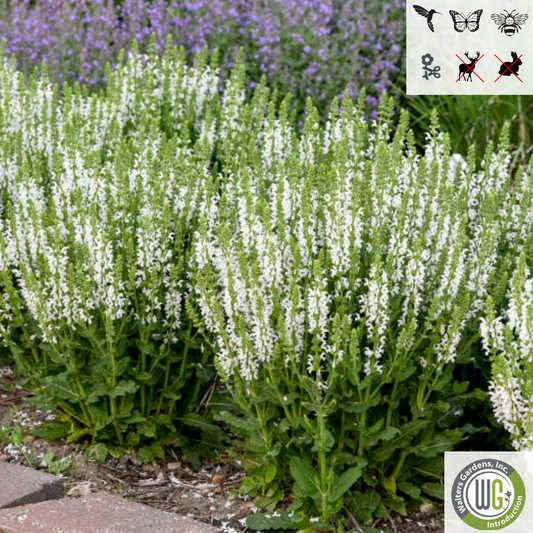 'White Profusion' Salvia | Salvia nemorosa