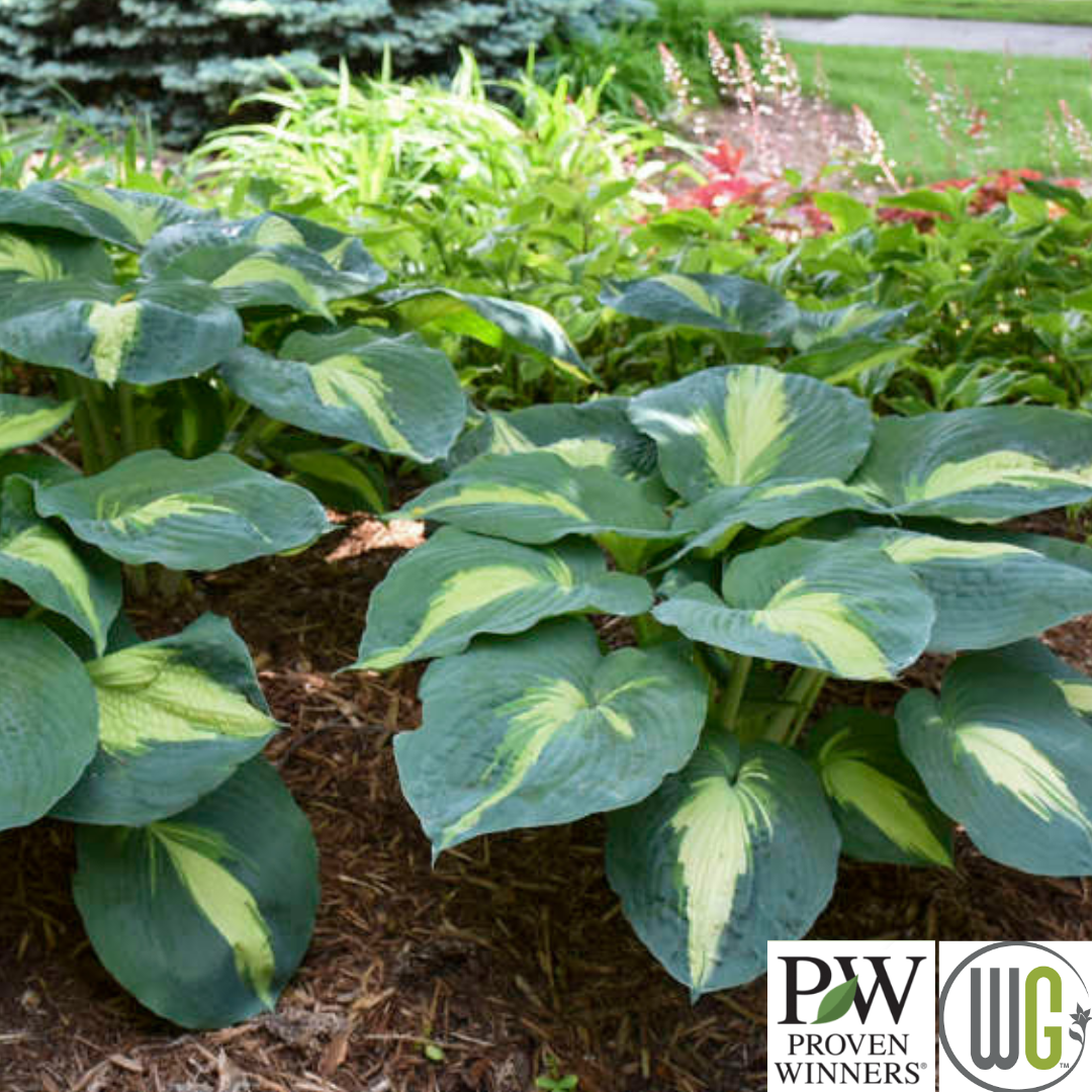 'Hudson Bay' Hosta | Hosta 'Hudson Bay'