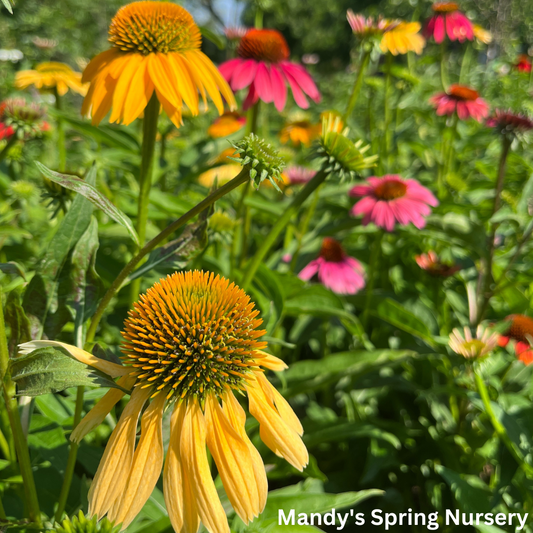 'Cheyenne Spirit' Coneflower | Echinacea