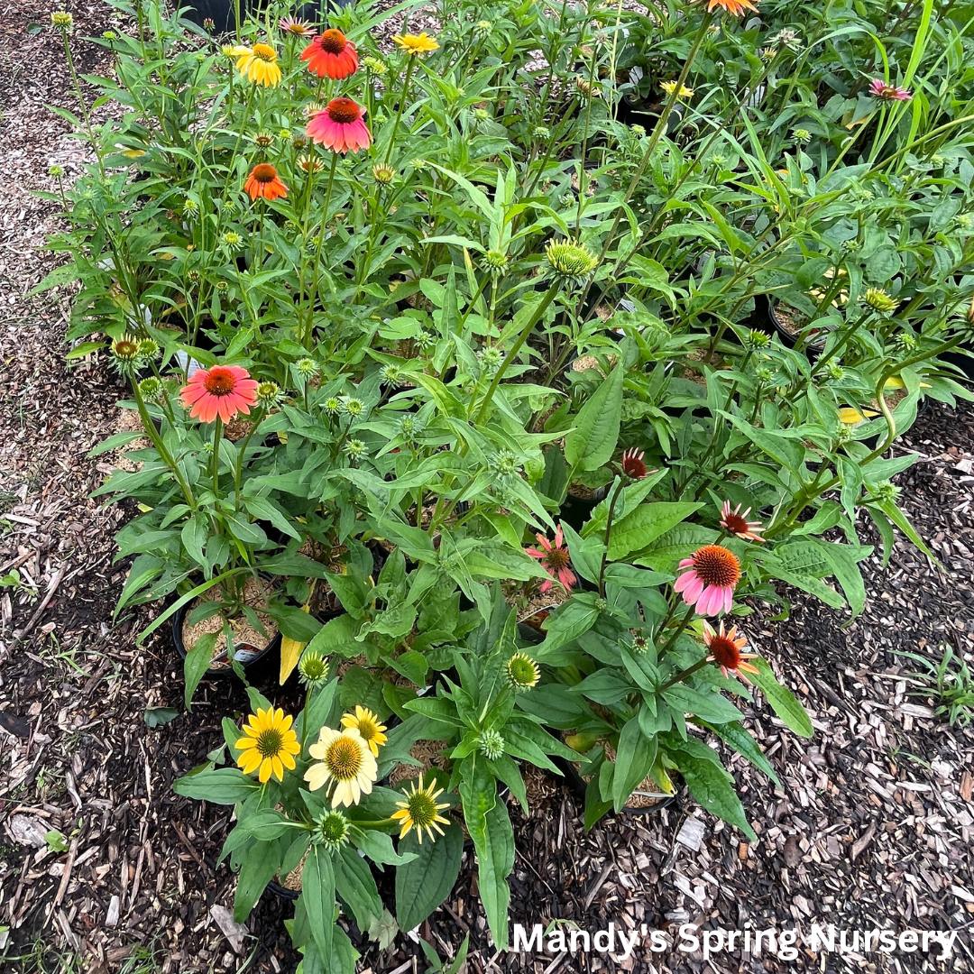 'Cheyenne Spirit' Coneflower | Echinacea