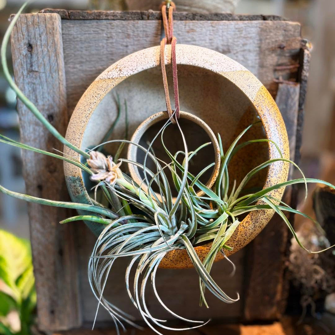 Garden Ring Planter Workshop @ Canopy - Tues July 28 10-11 AM