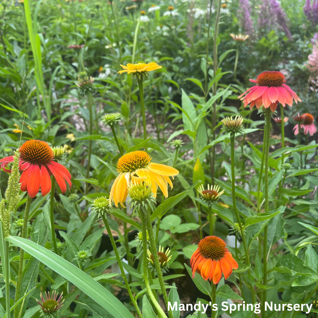 'Cheyenne Spirit' Coneflower | Echinacea