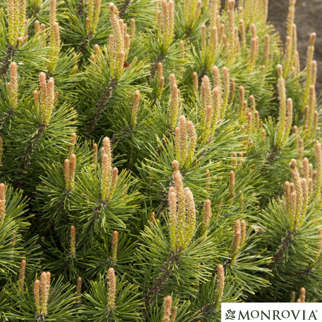 Mugo Pine | Pinus mugo var. pumilio