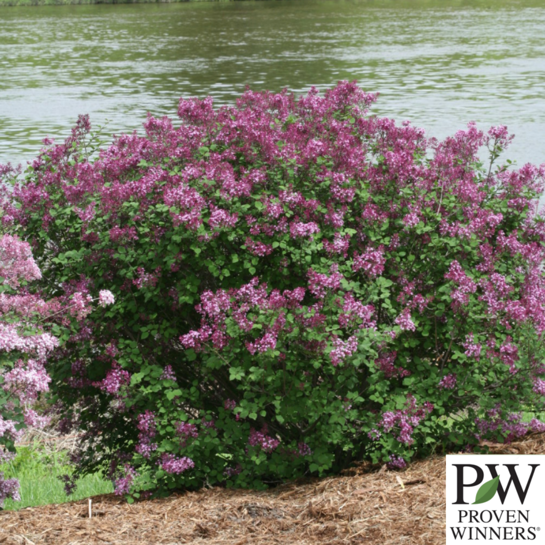 Bloomerang Dark Purple Reblooming Lilac | Syringa