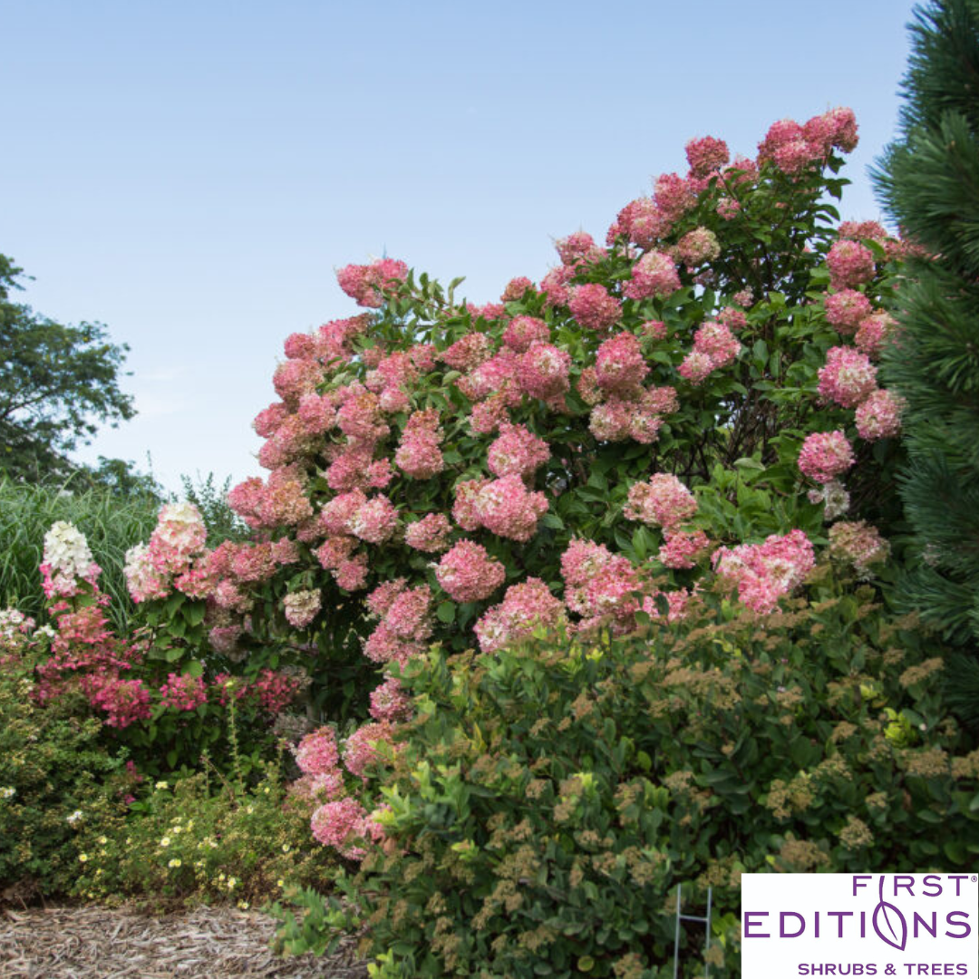 Vanilla Strawberry Hydrangea | Hydrangea paniculata