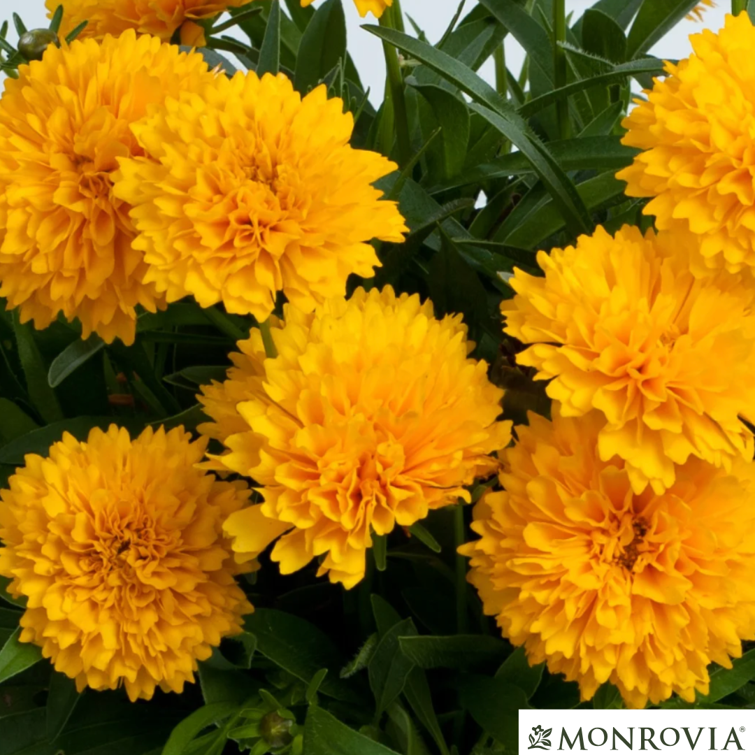 Solanna™ Golden Sphere Tickseed | Coreopsis