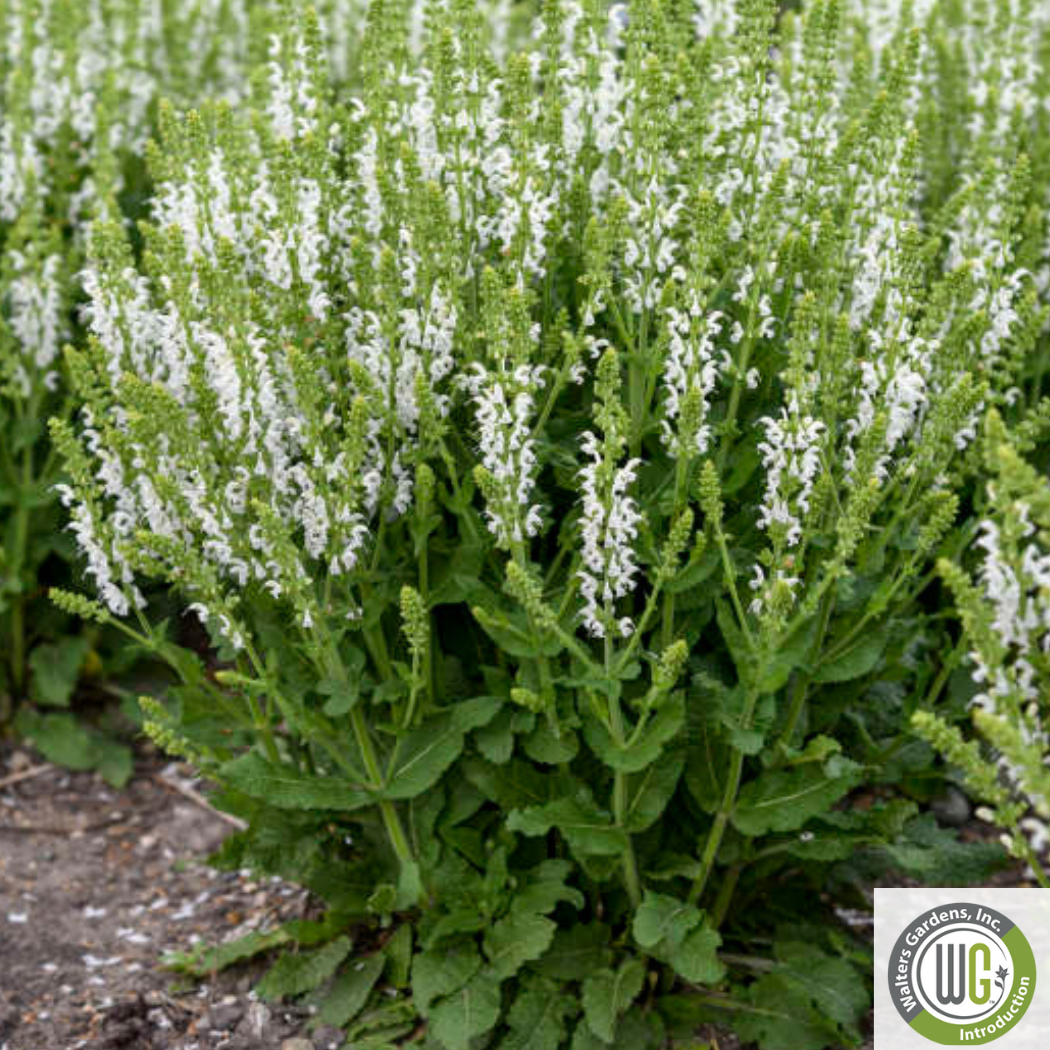 'White Profusion' Salvia | Salvia nemorosa