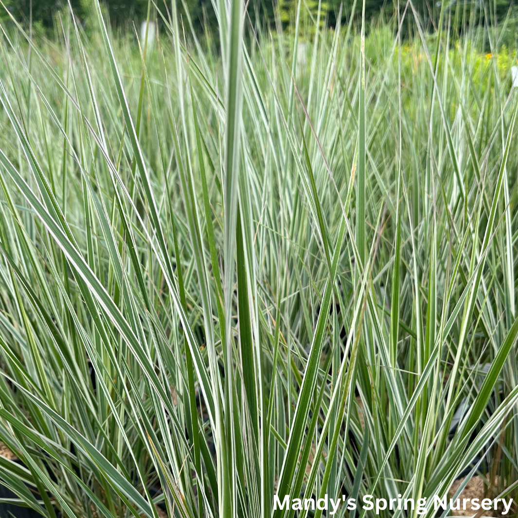 Hello Spring™' Feather Reed Grass | Calamagrostis acutiflora Hello Spring!™