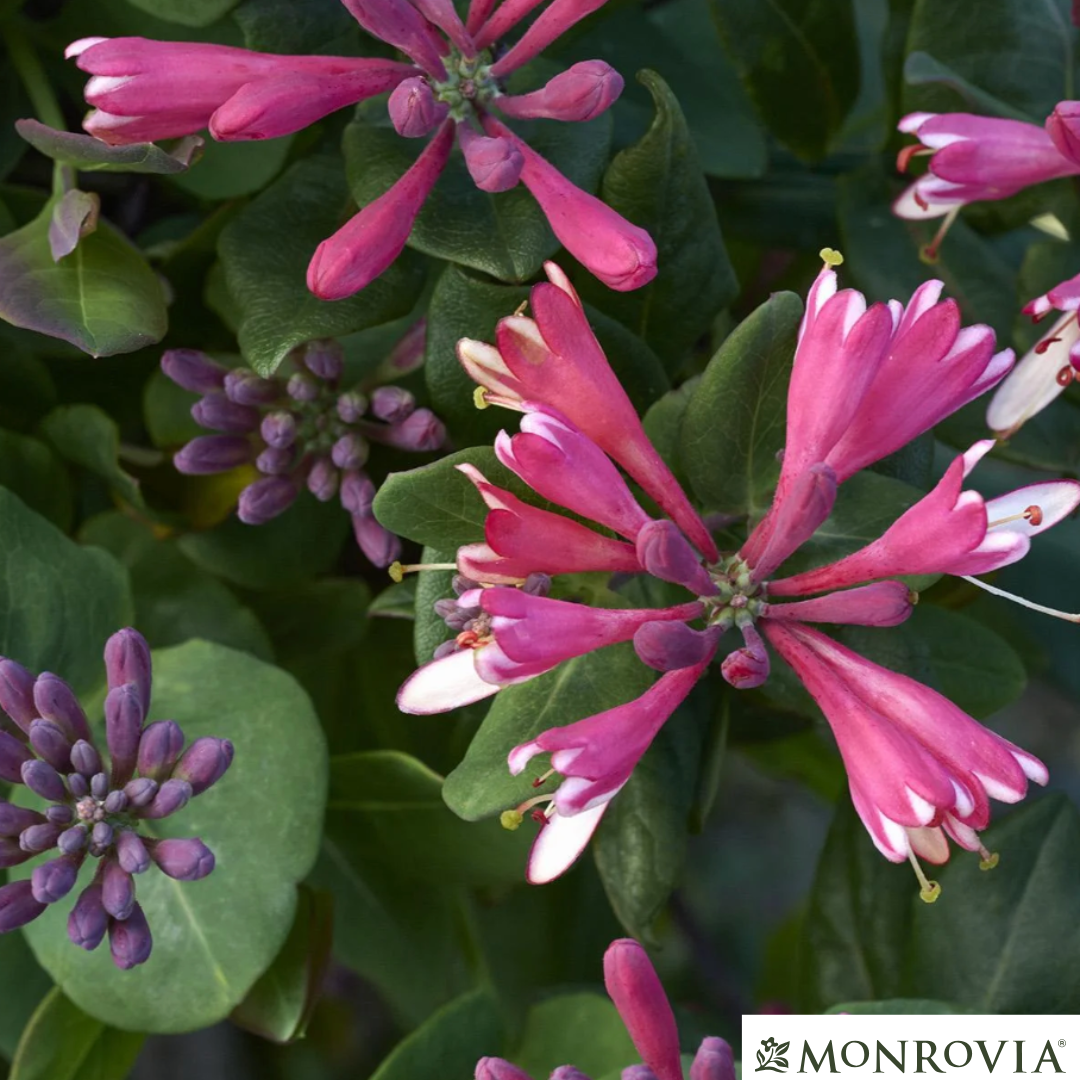 Goldflame Honeysuckle | Lonicera x heckrotti