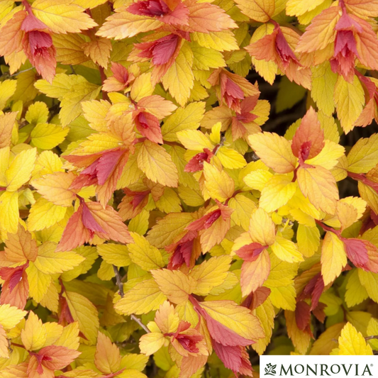 Magic Carpet Spirea | Spirea japonica