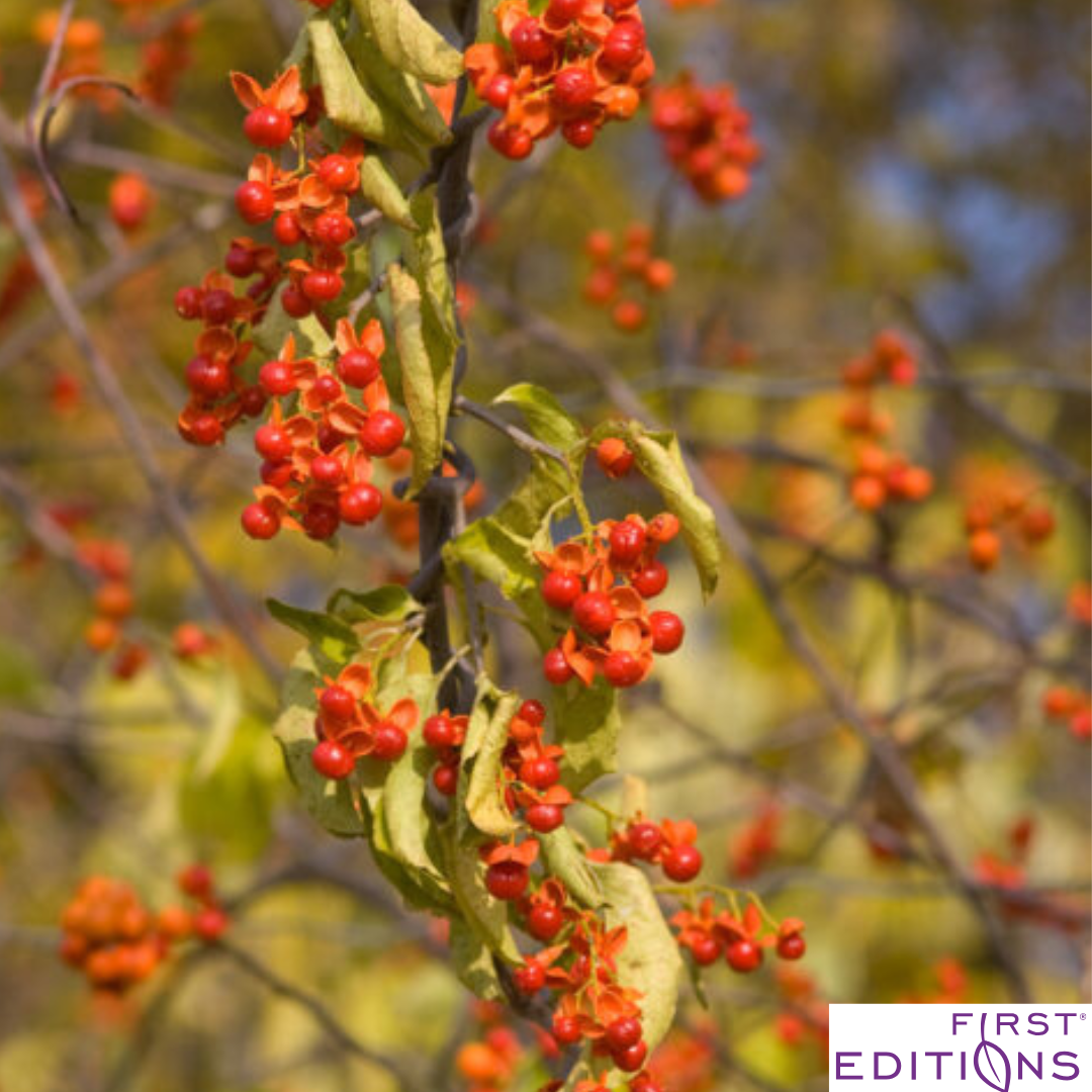 Autumn Revolution Bittersweet | Celastrus scandens 'Bailumn'