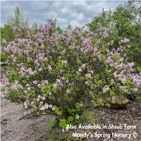 Palibin Dwarf Korean Lilac Tree | Syringa meyeri 'Palibin'
